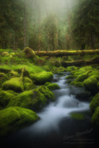 Still Creek 