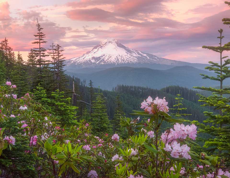 Flower Season - Gary Randall