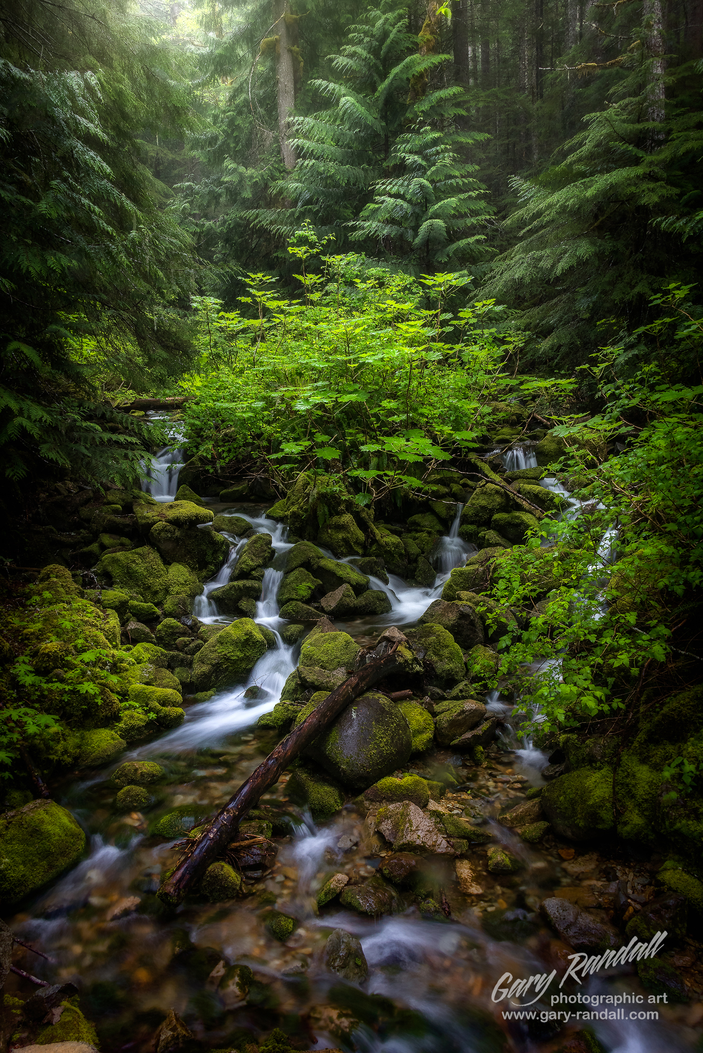 Oregon Rain Forest By Gary Randall