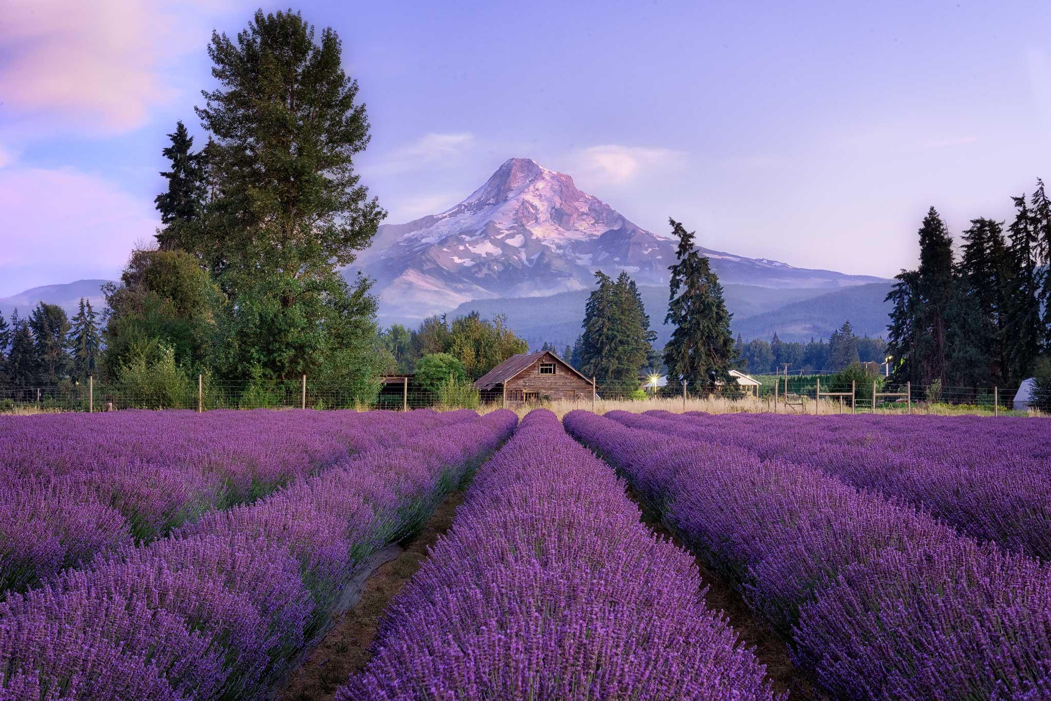 Purple Mountains Majesty - Mount Hood and Lavender Field Photo Print