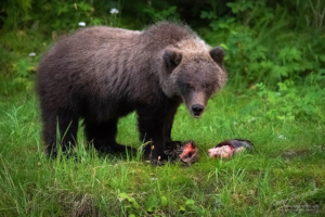 Grizzly Bears in Alaska