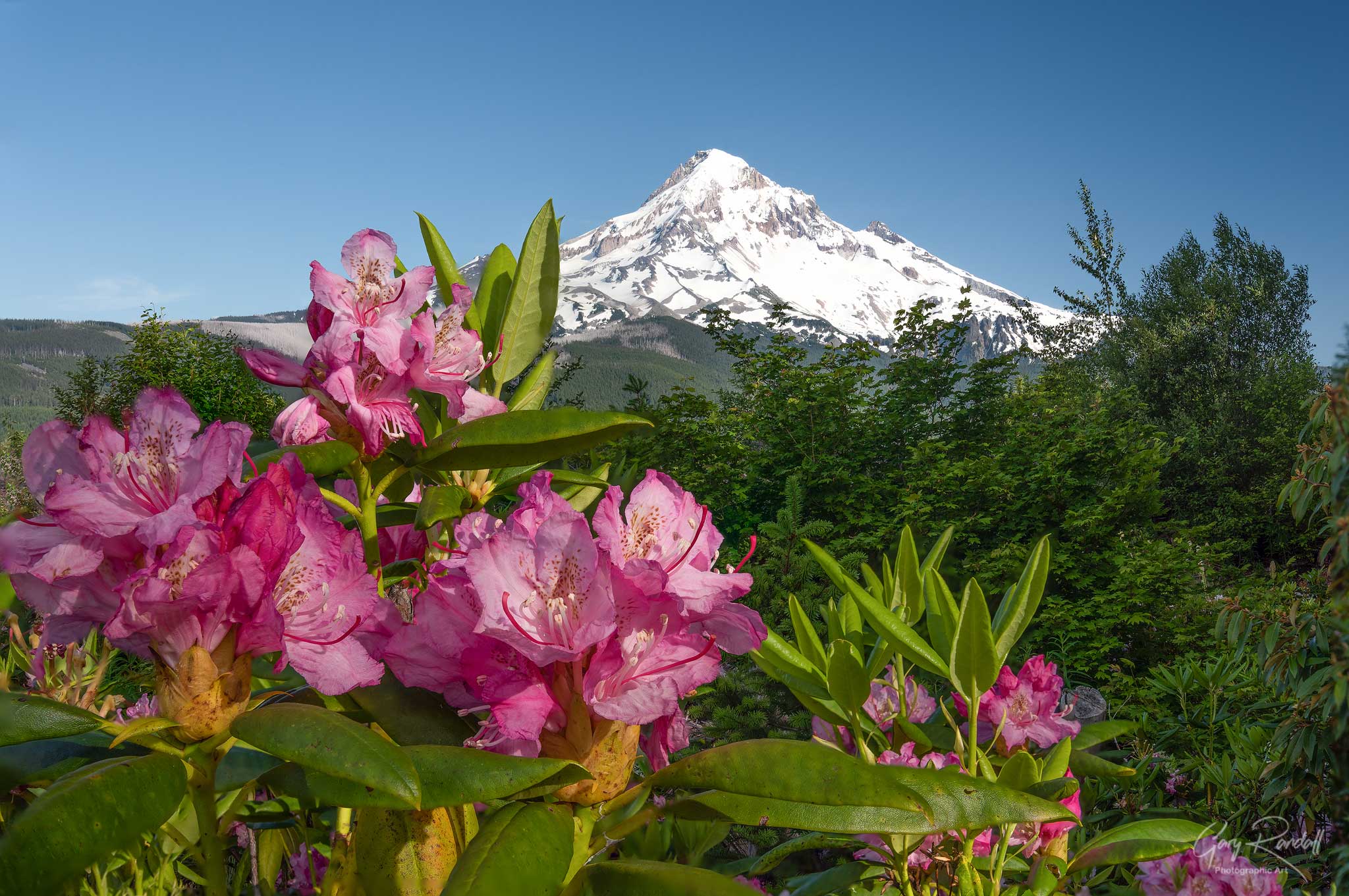 Pacific Northwest Rhododendron Season - Gary Randall