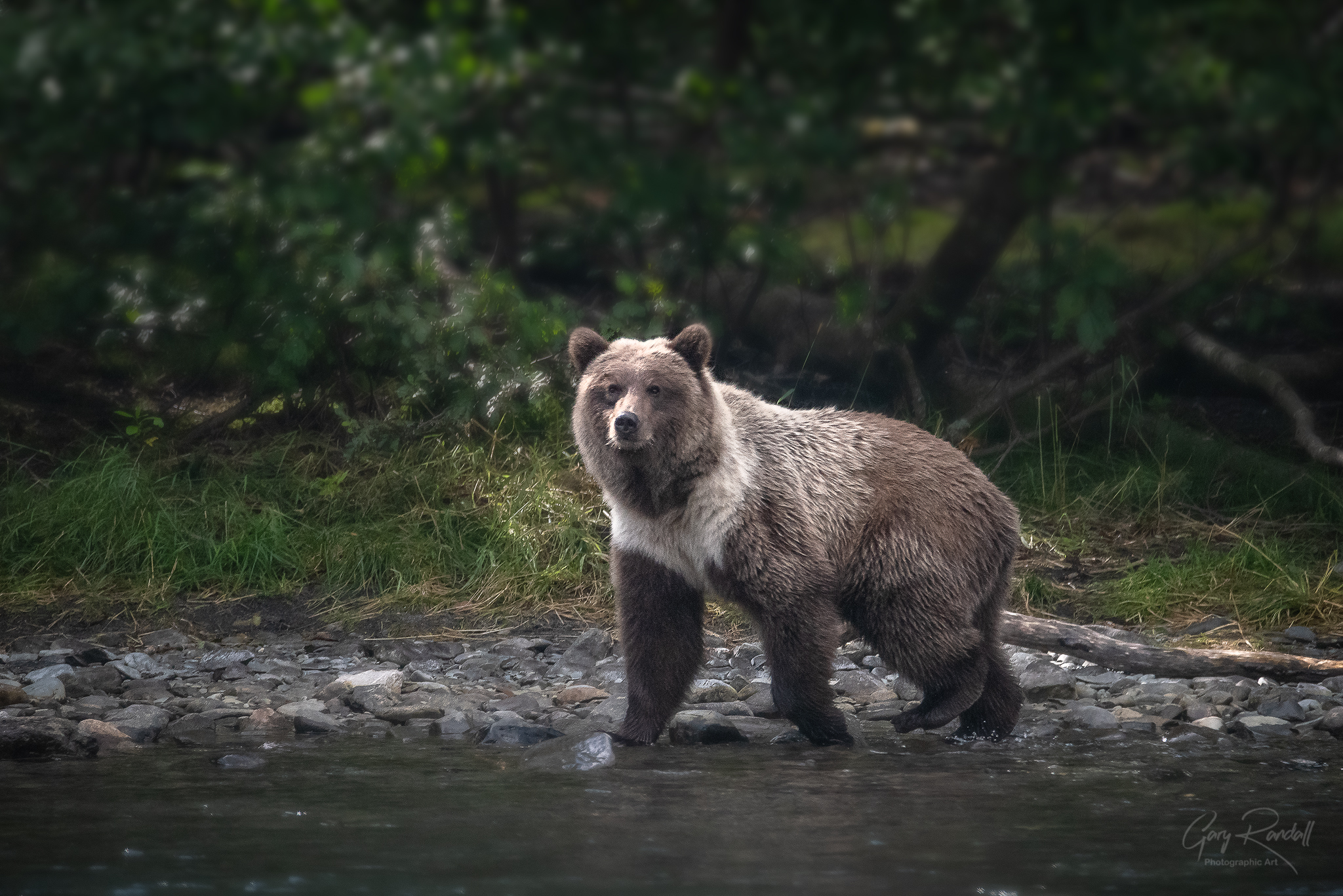 Alaska Grizzly Bear