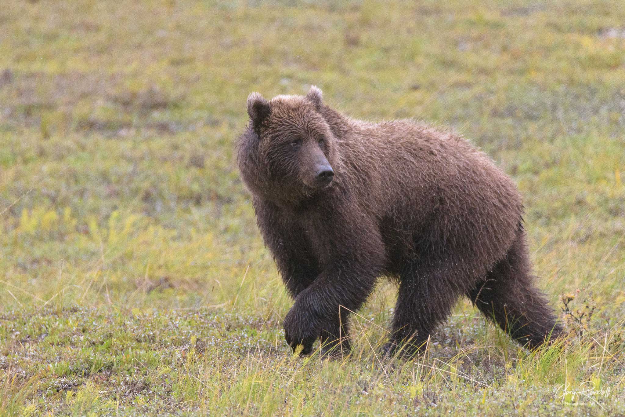 My Favorite Wildlife Photos of 2021 - Gary Randall