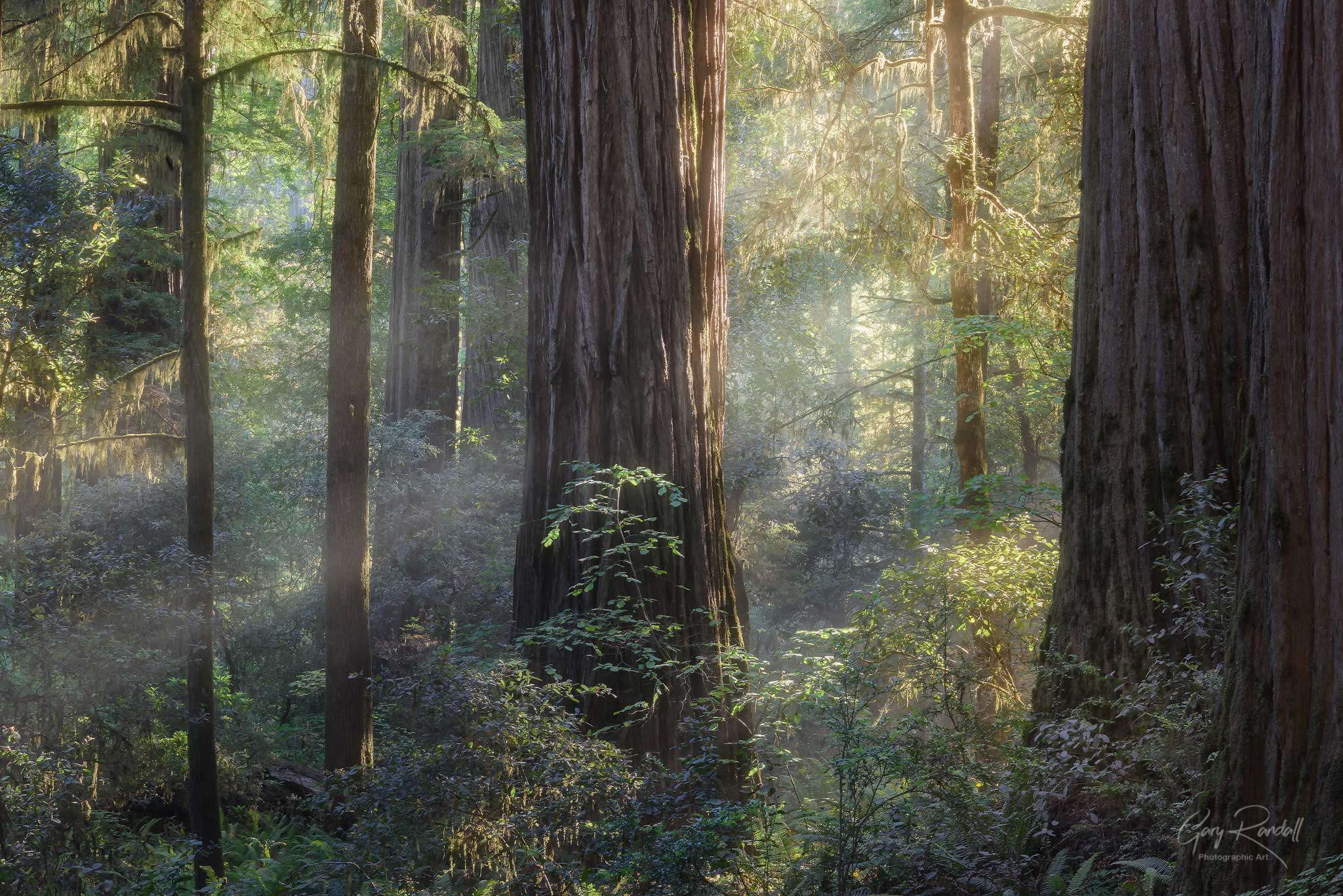 California Redwoods