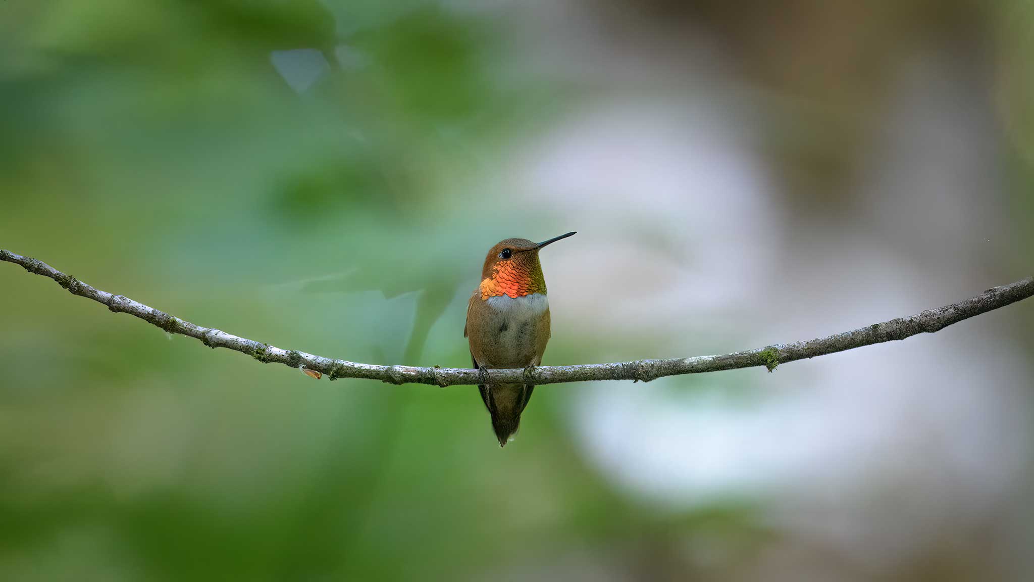 a rufous hummingbird in Oregon near Mount Hood.