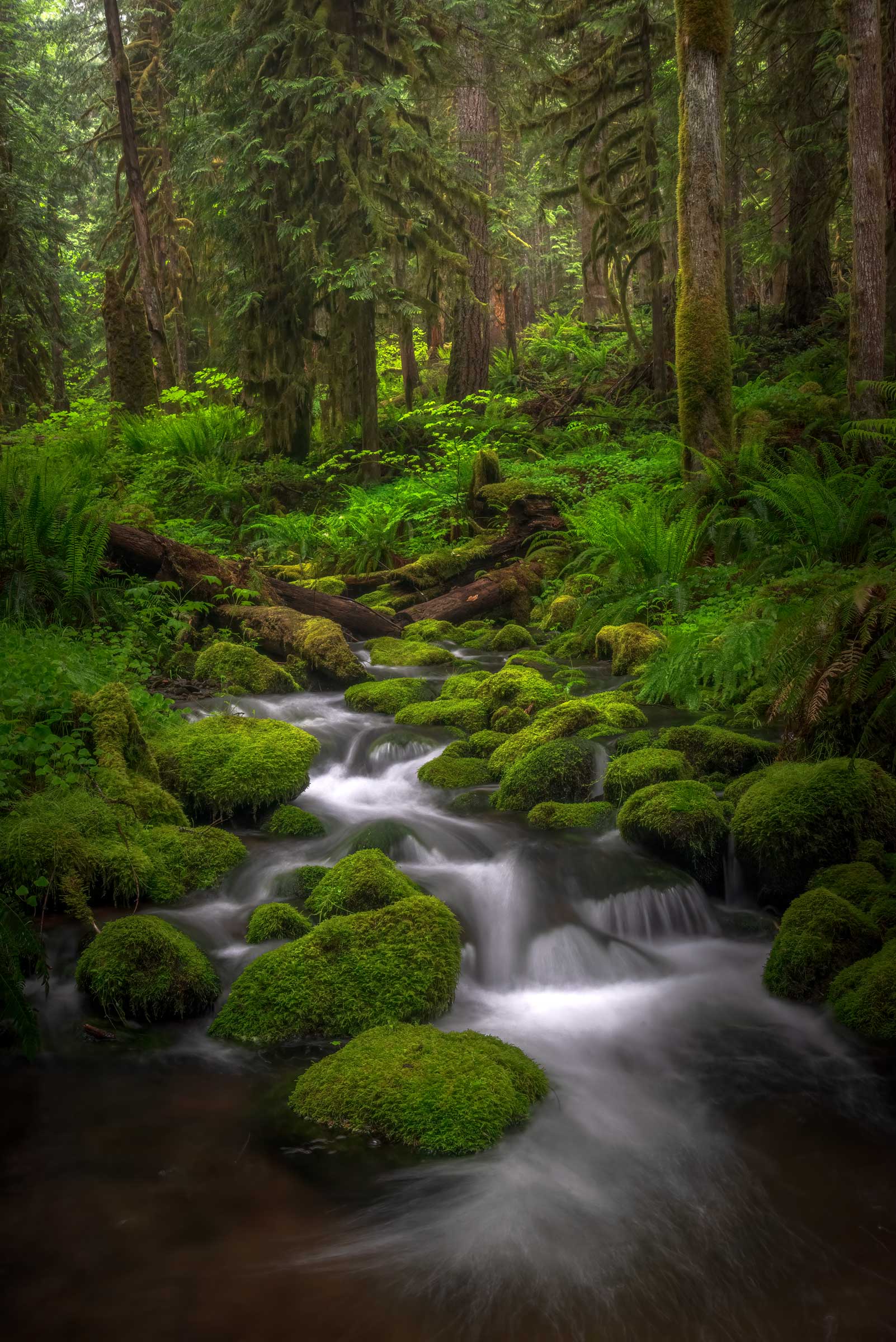 The Emerald Forest - Gary Randall